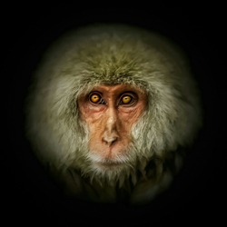 Close up of Monkey Portrait. Isolate on black background. 