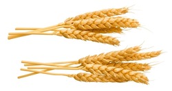 Bunches of wheat ears isolated on white background. Set of stacks. Whole grains. Package design elements with clipping path