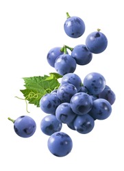 Flying bunch of grapes isolated on white background. Blue berries falling. Clipping path included