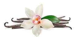 Vanilla flower and beans isolated on white background. For flavor layout. Package design element with clipping path