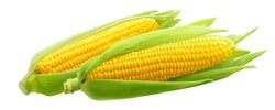 Corncobs or corn ears isolated on white background as package design element