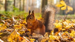 Red squirrel holds with its paws and gnaws an acorn in yellow leaves in an autumn park in sunny weather