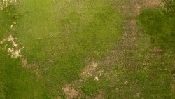 Perpendicular aerial view of green grass field