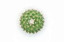 Top view cactus isolated on white background. ,Mammillaria
