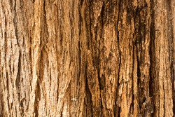 Texture of a trunk