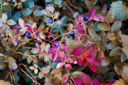 Reddening autumn thickets of blueberries. Thickets of forest blueberries in bright autumn colors close-up.