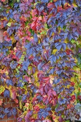 Close up of Autumn Virginia Creeper leaves. Macro of Autumn Wild Grape leaves. Colorful Leaves Of Creeper Plant As Fall Season. Abstract nature background.