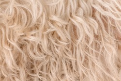 white dog curly hair, texture