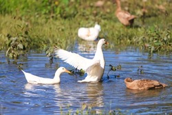 Duck wings or swims on river in sunny day and splashing water around. Water Drops in the air. Beauty in the wild life.