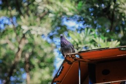 Homing pigeon, racing pigeon, or domestic pigeon. Pigeon sitting on artificial birdhouse on bokeh background.