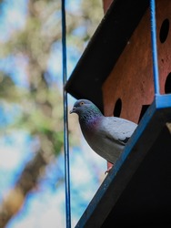 Homing pigeon, racing pigeon, or domestic pigeon. Pigeon sitting on artificial birdhouse on bokeh background.