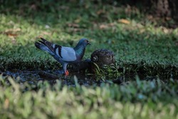 Homing pigeon, racing pigeon, or domestic pigeon. The pigeon drinks the water that comes out of the hole and pools in the grass