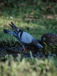 Homing pigeon, racing pigeon, or domestic pigeon. The pigeon drinks the water that comes out of the hole and pools in the grass