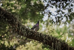 Homing pigeon, racing pigeon, or domestic pigeon. Pigeon perched on a tree branch on a blurred or bokeh background.