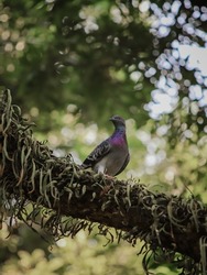 Homing pigeon, racing pigeon, or domestic pigeon. Pigeon perched on a tree branch on a blurred or bokeh background.