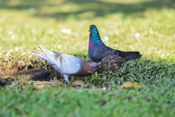 Homing pigeon, racing pigeon, or domestic pigeon. The dove drinks the water that comes out of the hole and pools in the grass.