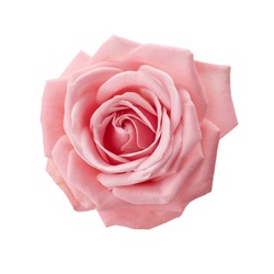 Beautiful pink rose isolated on white background. Pink rose blossom