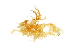 Fresh clear irish moss seaweed isolated on white background