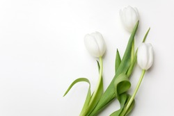 White Tulips on white background. Top view