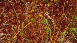 Red lichen and yellow mushrooms. Fungus ecosystem. Soft focus with blur background. Lichens colony