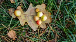 Cynips quercusfolii gall balls on oak leaf. Big oak apples on leaf. Cynips gallae tinctoriae