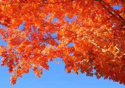 Deeply saturated, colorful orange leaved tree against a deep blue sky on a sunny Fall day in South Carolina.