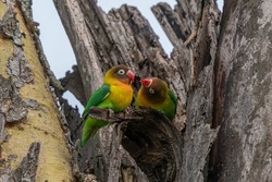 Two Fischer's Lovebirds (Agapornis fischeri) nuzzle each other, Ngorongoro Conservation Area, Tanzania