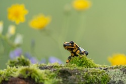 Fire salamander, salamandra salamandra, looking sideways from a moss covered tree in forest. Patterned toxic animal with yellow spots and stripes in natural habitat.