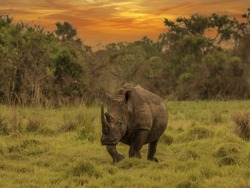 White rhinoceros (Ceratotherium simum) with calf in natural habitat, South Africa