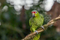 Red-lored Parrot, Amazona autumnalis, portrait of light green parrot with red head, Costa Rica. Detail close-up portrait of bird. Bird and pink flower. Wildlife scene from tropical nature
