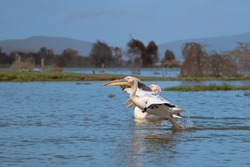 White pelican, Pelecanus onocrotalus, in Lake Kerkini, Greece. Pelicans on blue water surface. Wildlife scene from Europe nature. Bird mountain background. Birds with long orange bills.