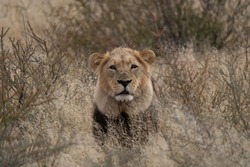 a large lion searching for prey in the grasslands of the Kalahari Desert in Namibia.