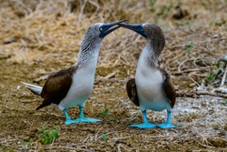 Blue Footed Booby (Sula nebouxii)