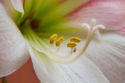 beautiful closeup of a white flower