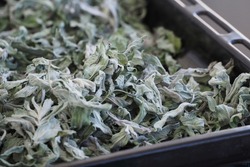 dried wild mint, dried phyllisquine Mentha pulegium herb, aromatic herbs,