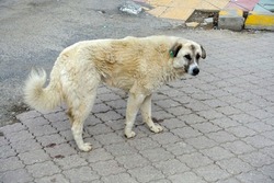 stray dogs lying freely on the road in the city center, stray stray dogs, stray dogs of different breeds,