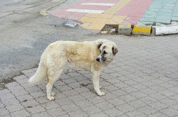 stray dogs lying freely on the road in the city center, stray stray dogs, stray dogs of different breeds,
