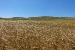World barley production, barley cultivation and barley harvest, barley farming in continental climate, images close up,