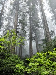 Thick green misty deserted evergreen old growth forest in the Pacific Northwest