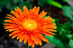 gerbera Flower - gerbera Daisy