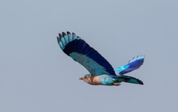 Indian Roller (Coracias benghalensis) Bird in flight. The Indian roller is a bird of the family Coraciidae, the rollers