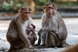Monkey Parents, Monkey cub with his mother and father at natural habitat lives together