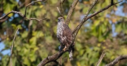 Crested Hawk-Eagle or Changeable Hawk-Eagle (Nisaetus cirrhatus) peching on tree branch at forest.