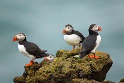 Atlantic puffin , also known as the common puffin, is a species of seabird in the auk family. his puffin has a black crown and back, pale grey cheek patches and white underparts.