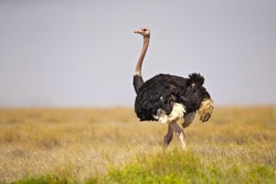 common ostrich (Struthio camelus), or simply ostrich, is a species of large flightless bird native to certain large areas of Africa.