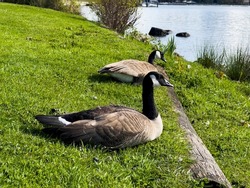 Canadian Geese relax at the waters edge at Gene Coulon Park, Lake Washington