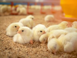 Yellow baby chickens were grrounding in the farm to started feeding in the chicken farm business