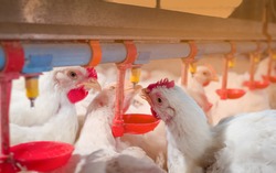 White chicken in smart farming business by auto feeding with yellow light background. The chickens still drinking water from the pipe line