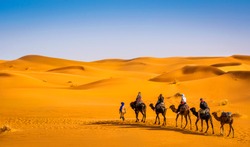 Camel caravan going through the sand dunes in beautiful Sahara Desert. Amazing view nature of Africa. Artistic picture. Beauty world.