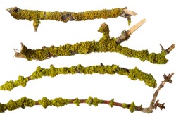 Green moss and lichen on tree branch set isolated on white background